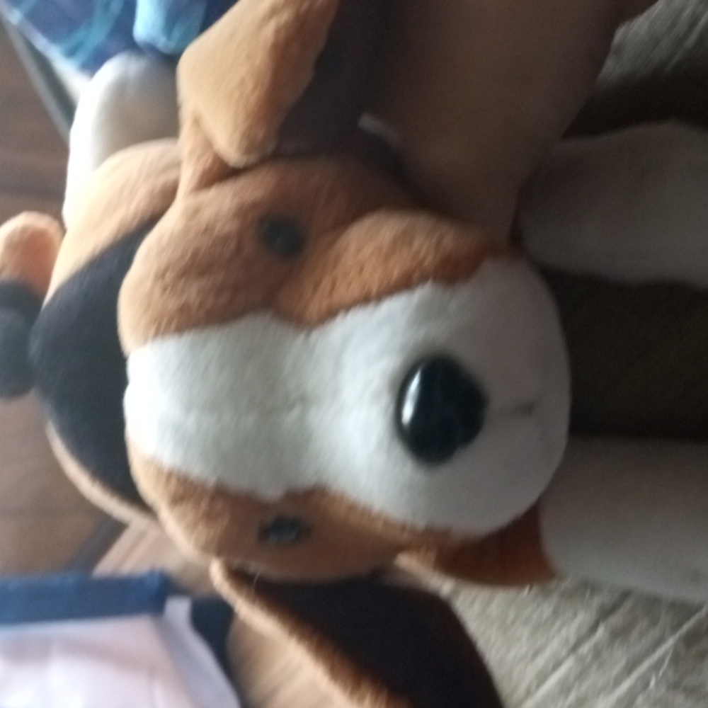 Dan Dee beagle